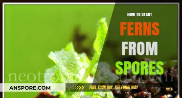 Growing Ferns from Spores: A Beginner's Guide to Propagation Success