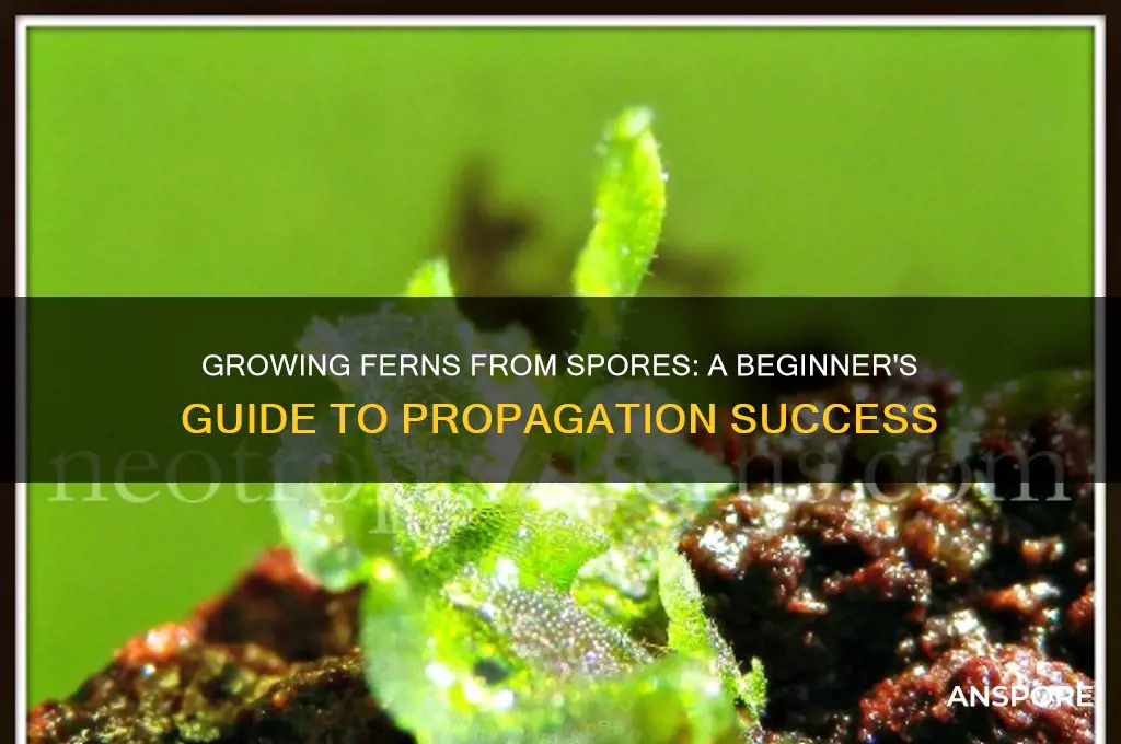 how to start ferns from spores