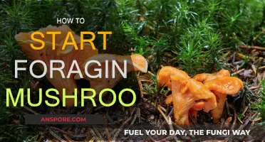 Foraging Mushrooms: A Beginner's Guide to Getting Started