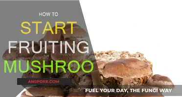 Grow Your Own Mushrooms: A Beginner's Guide to Fruiting