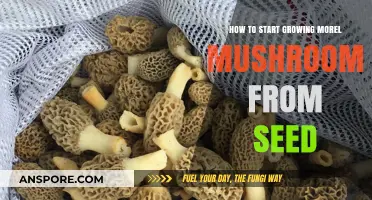 Growing Morel Mushrooms: A Beginner's Guide to Starting from Seed