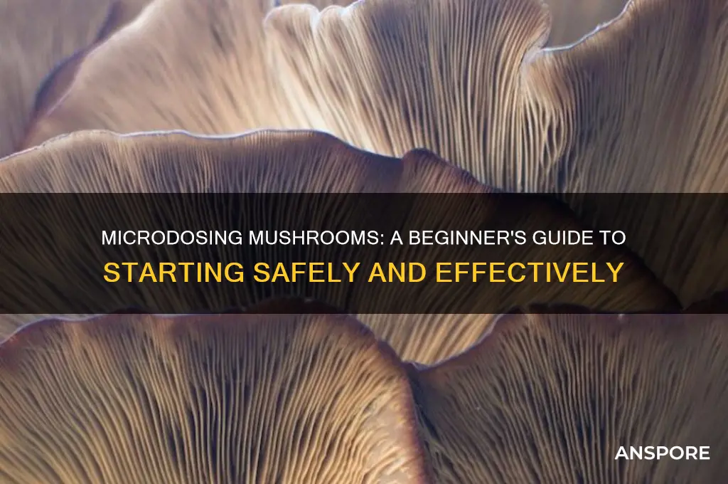 how to start micro dosing mushrooms