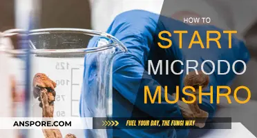 Microdosing Mushrooms: A Beginner's Guide to Getting Started