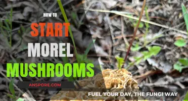 Beginner's Guide to Growing Morel Mushrooms: Tips for Success