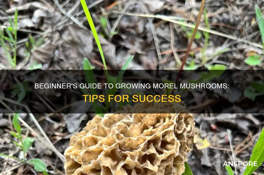 how to start morel mushrooms