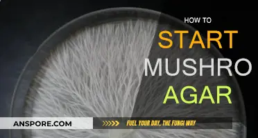 Mushroom Agar: Getting Started and Mastering the Basics