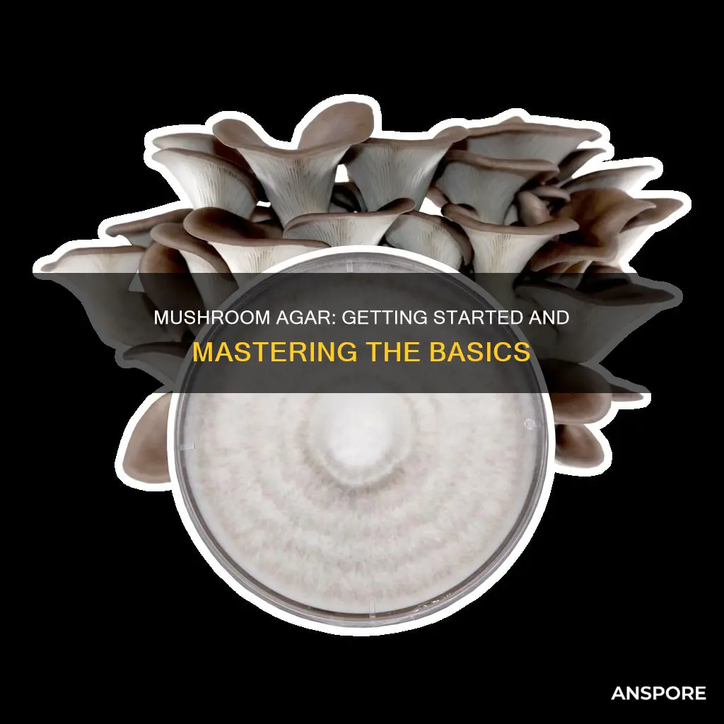 how to start mushroom agar