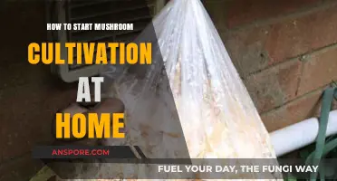 Grow Your Own Mushrooms: A Beginner’s Guide to Home Cultivation