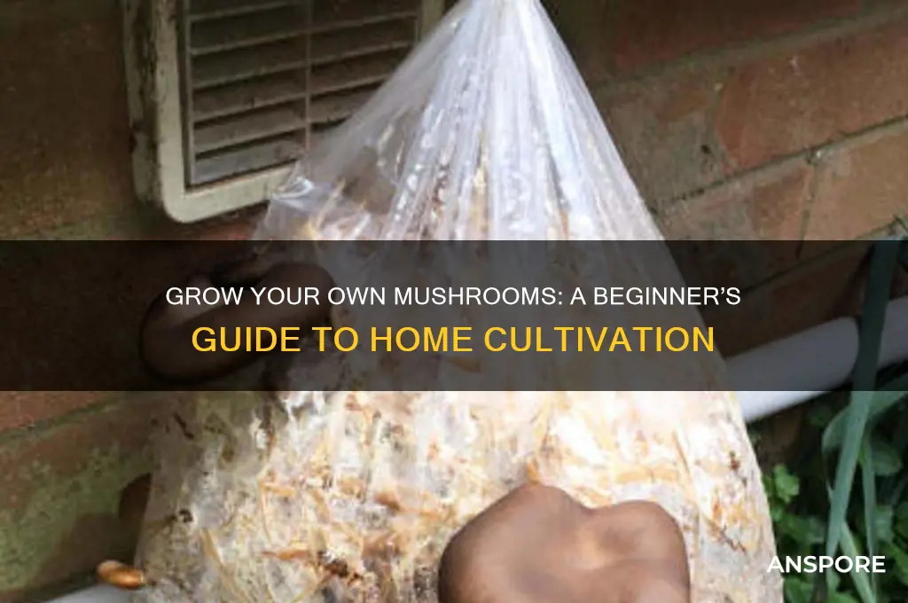how to start mushroom cultivation at home