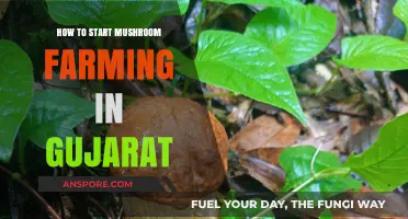 Mushroom Farming in Gujarat: A Beginner's Guide to Success