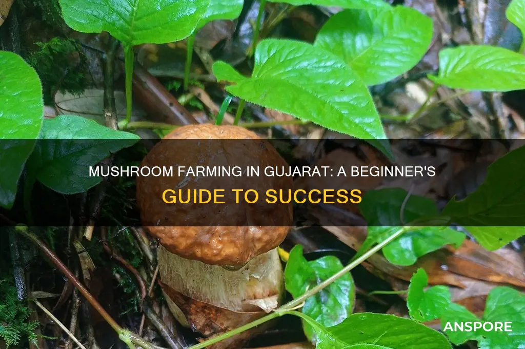 how to start mushroom farming in gujarat