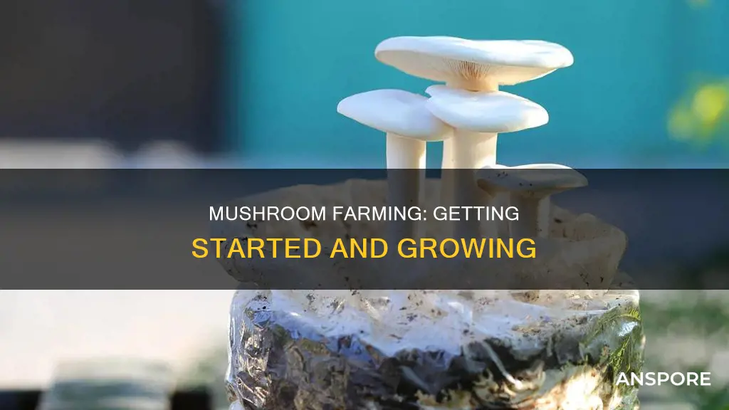 how to start mushroom farming