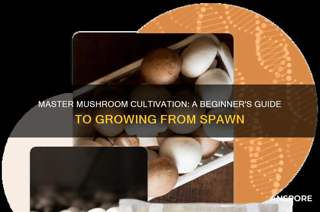 how to start mushroom from spawn