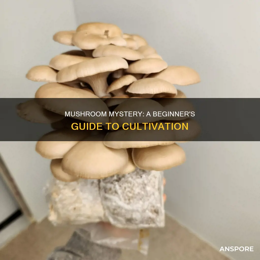 how to start mushroom mystery