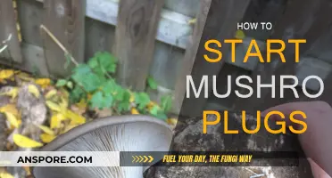 Mushroom Plugs: A Beginner's Guide to Cultivation