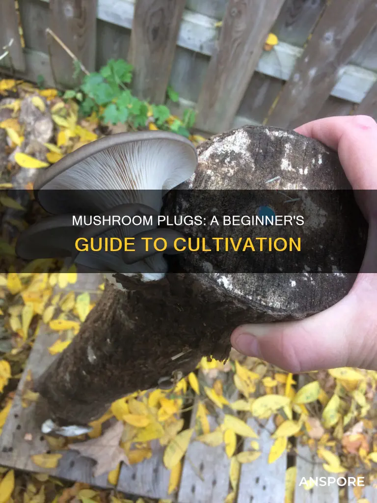 how to start mushroom plugs