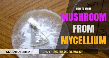 Growing Mushrooms from Mycelium: A Beginner's Guide to Cultivation