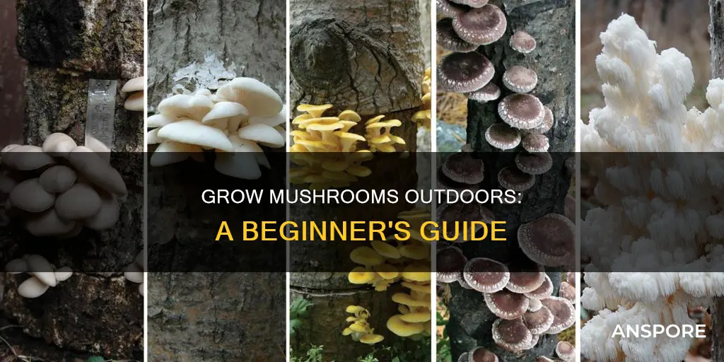 how to start mushrooms outdoors