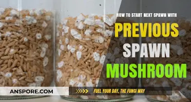 Mastering Mushroom Spawns: Carry Over Previous Growth for Next Batch Success