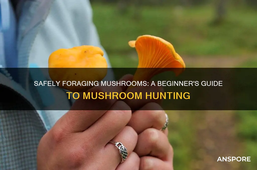 how to start safely mushroom hunting