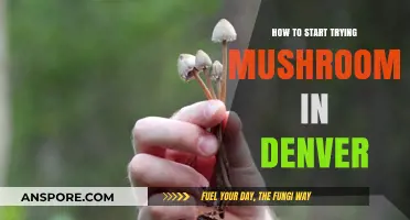 Denver's Mushroom Journey: A Beginner's Guide to Safe Exploration