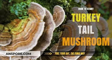Growing Turkey Tail Mushrooms: A Beginner's Guide to Cultivation Success