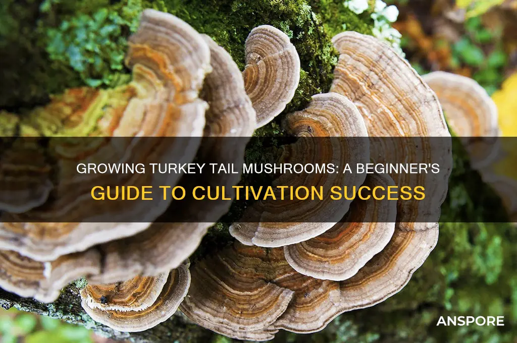 how to start turkey tail mushrooms