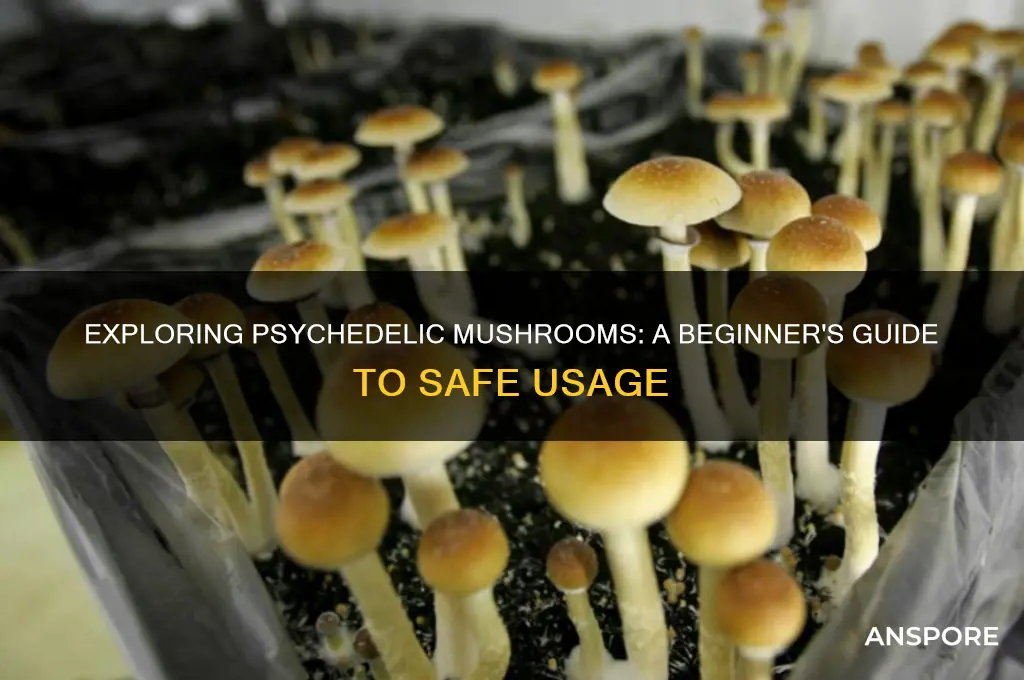 how to start using psychedelic mushrooms