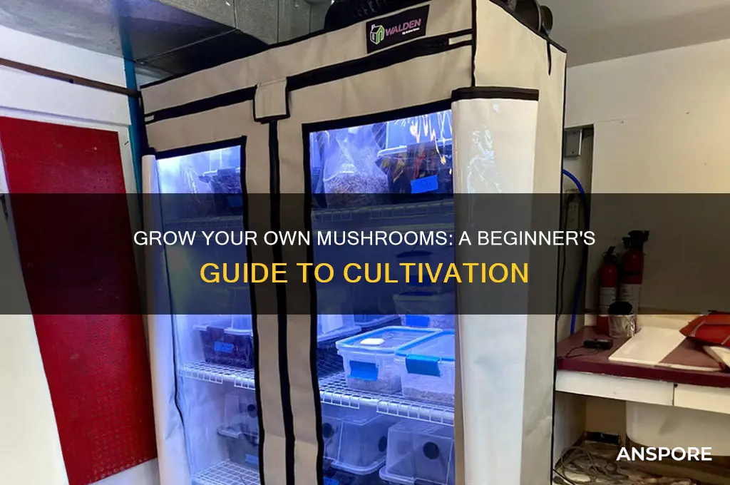 how to start your own mushrooms