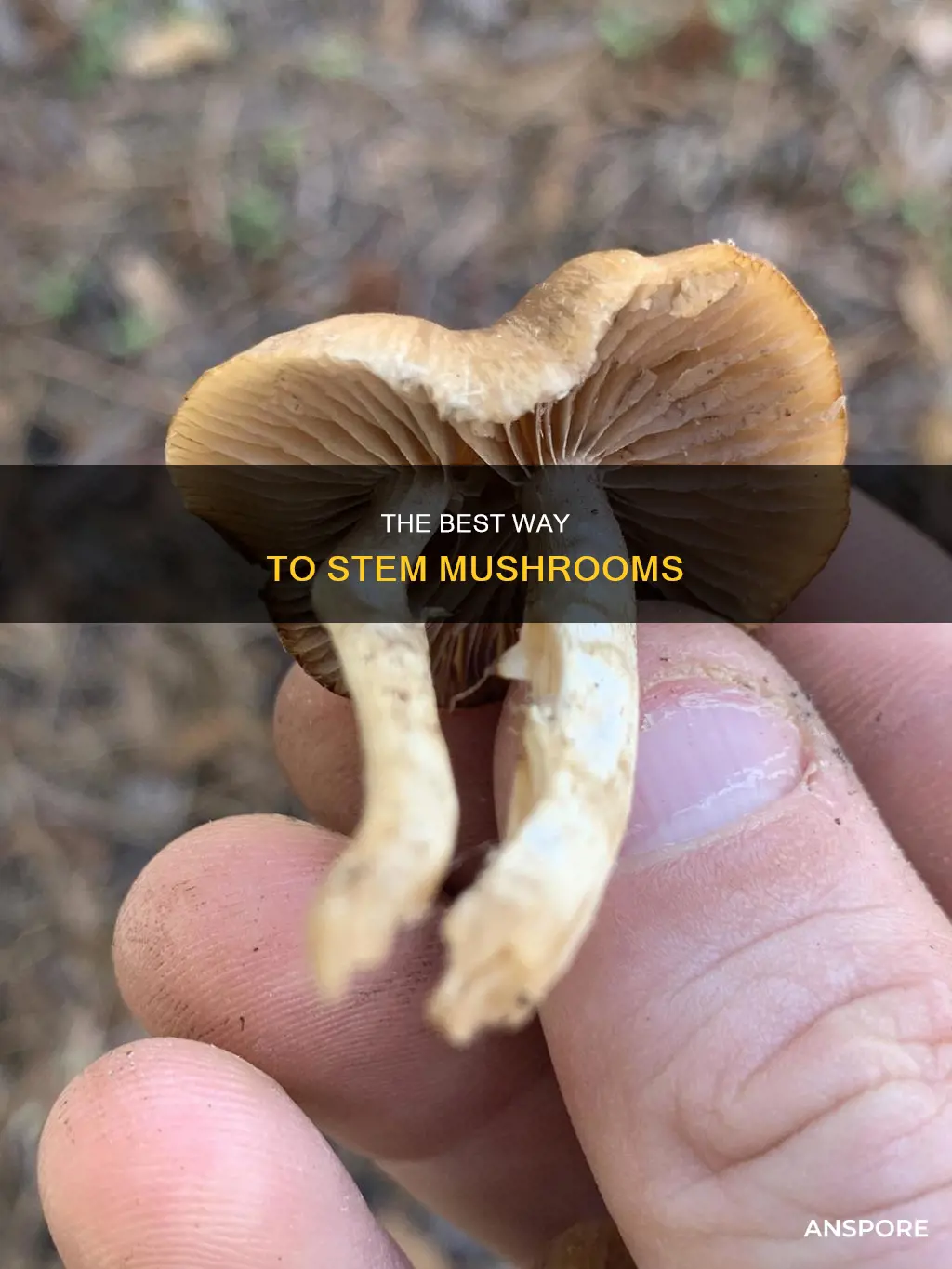 how to stem mushrooms