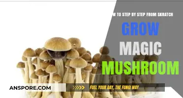 Growing Magic Mushrooms: A Beginner’s Step-by-Step Guide from Scratch