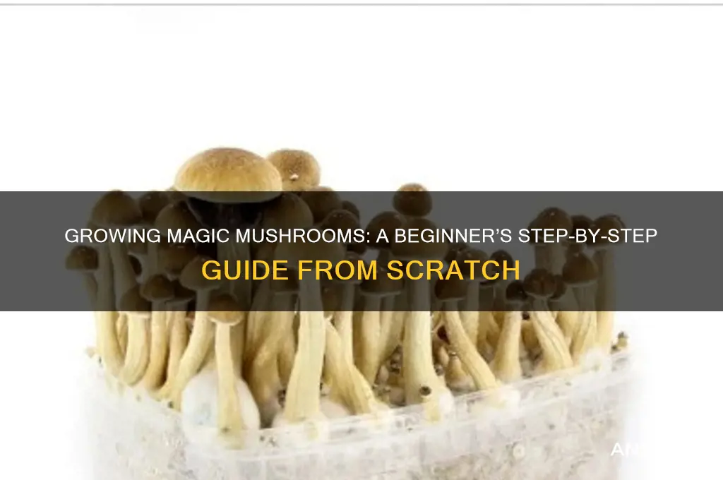 how to step by step from skratch grow magic mushrooms