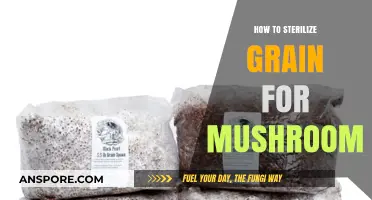 Sterilizing Grain for Mushroom Cultivation: A Step-by-Step Guide