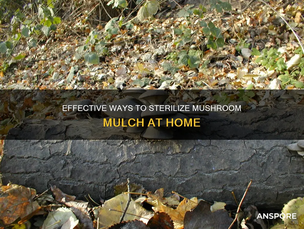 how to sterilize mushroom mulch