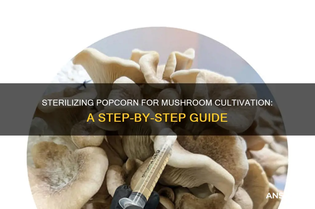 how to sterilize popcorn for mushrooms