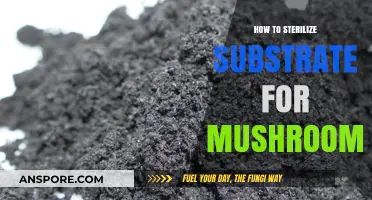 Sterilizing Substrate for Mushroom Cultivation: A Step-by-Step Guide