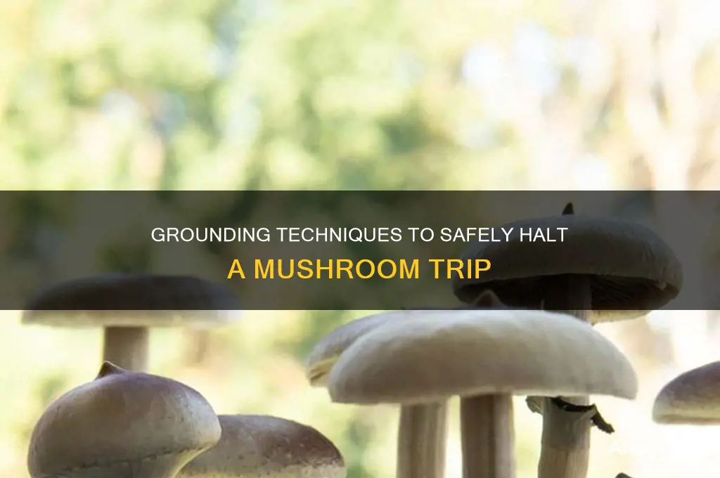 how to stop a mushrooms trip