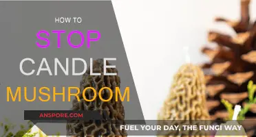 Preventing Candle Mushrooming: Tips for a Clean, Even Burn