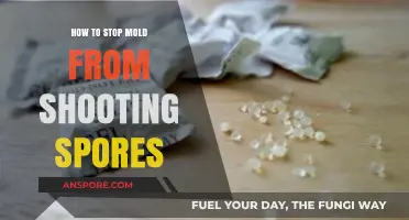 Prevent Mold Spores: Effective Strategies to Stop Mold Spread