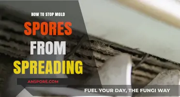 Prevent Mold Spores from Spreading: Effective Strategies for a Healthy Home