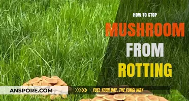 Prevent Mushroom Rot: Essential Tips for Fresh, Long-Lasting Fungi