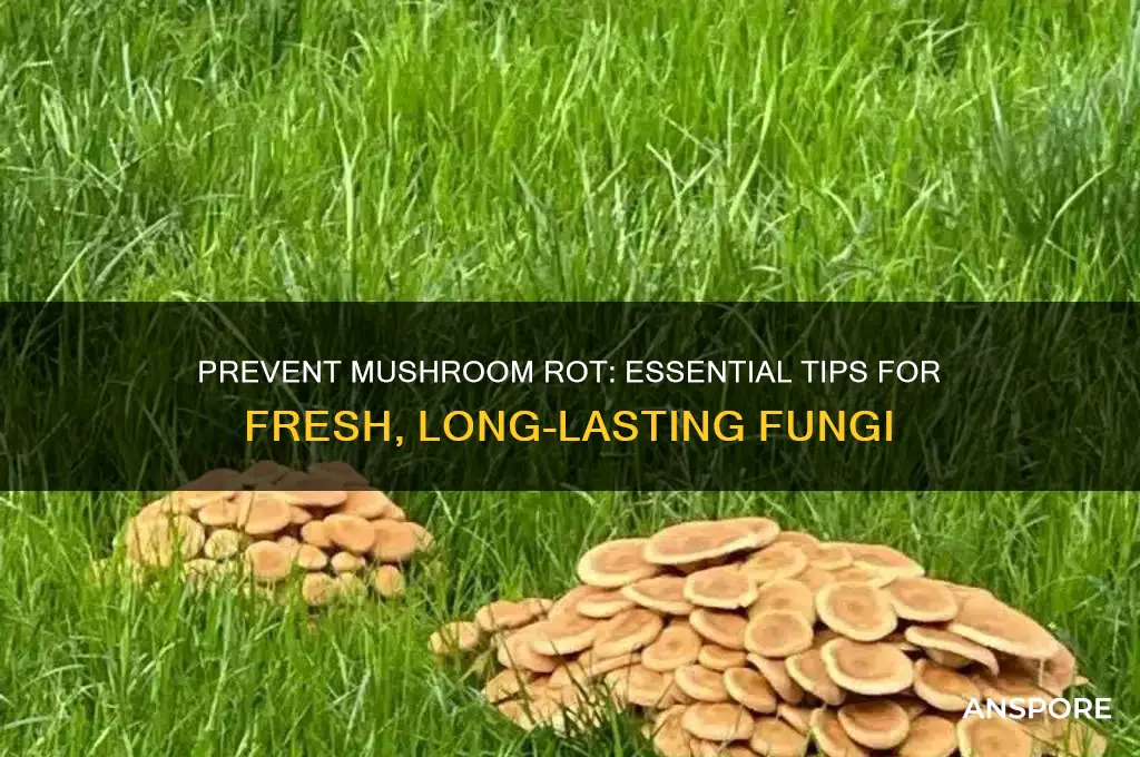 how to stop mushroom from rotting