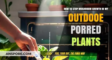 Prevent Mushroom Growth in Outdoor Potted Plants: Effective Tips and Tricks