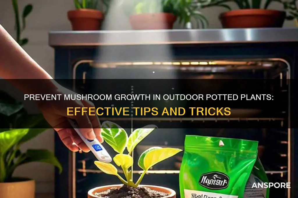 how to stop mushroom growth in my outdooe porred plants