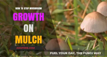 Preventing Mushroom Growth on Mulch: Effective Tips and Strategies