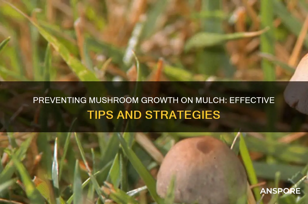 how to stop mushroom growth on mulch