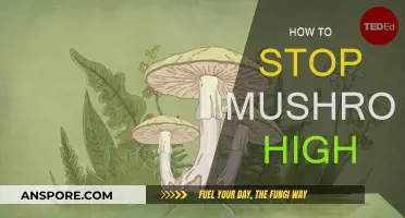 Ending a Mushroom High: Natural Remedies and Techniques