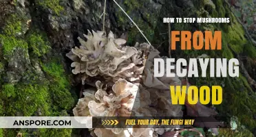 Preventing Mushroom Decay: Effective Strategies to Preserve Wood Structures