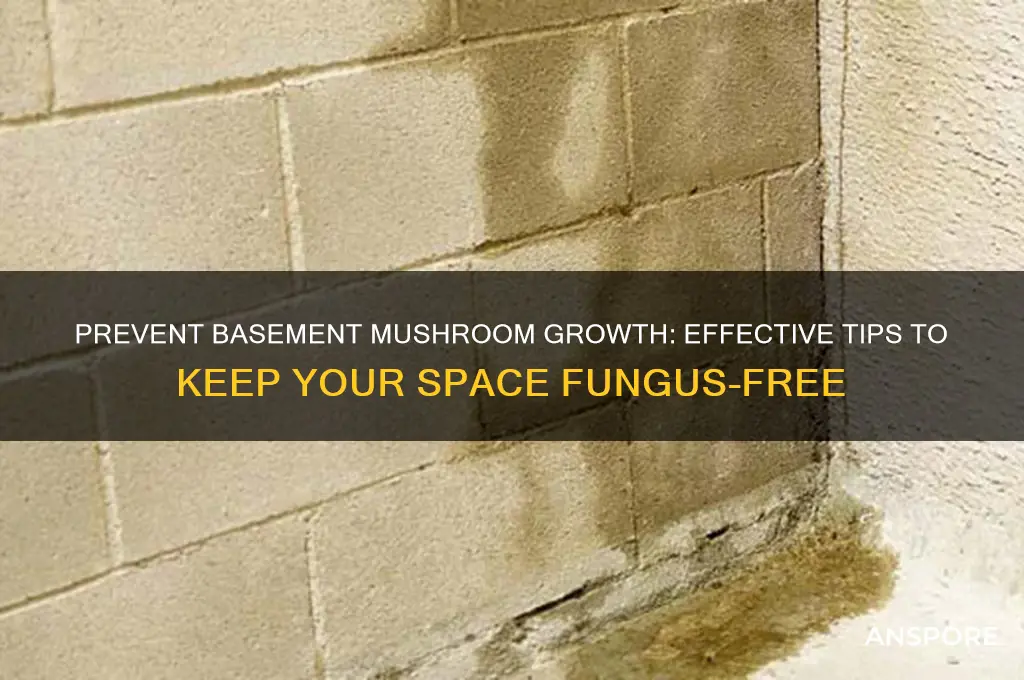 how to stop mushrooms from growing in basement