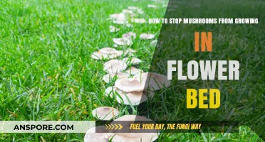 Prevent Mushroom Growth: Effective Tips for Your Flower Bed